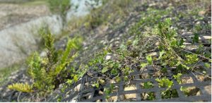 5 tips para elegir geosintéticos en control hidráulico, Geomatrix